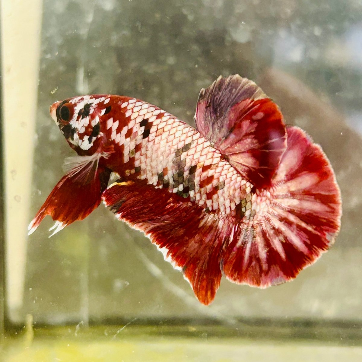 Plakat Red Copper Koi Male Betta 017