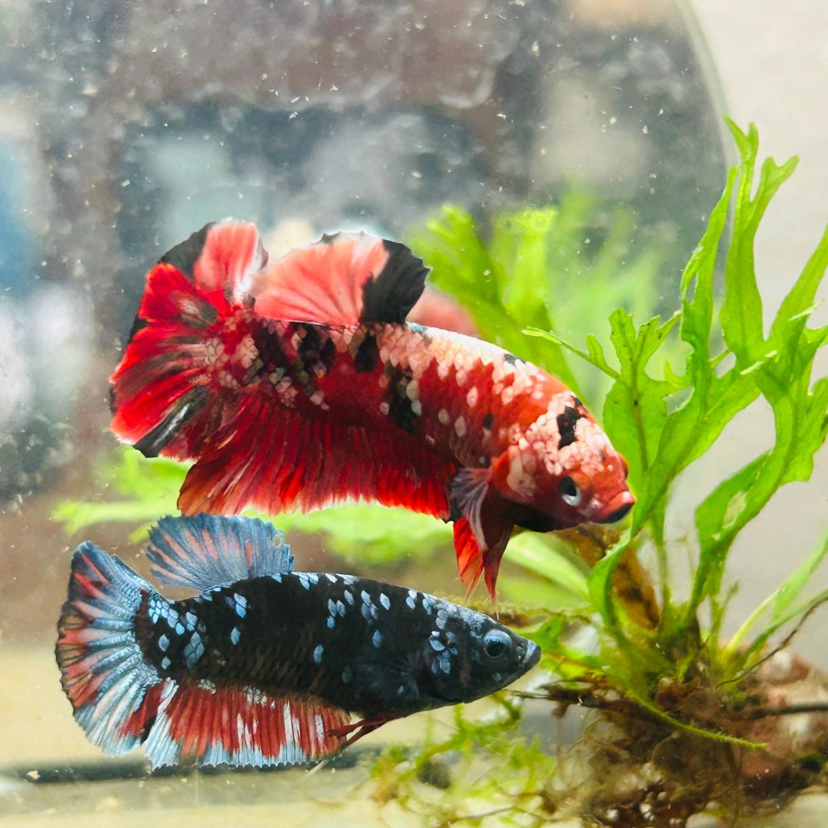 Plakat Red Copper Koi Male Betta 029