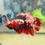 Plakat Red Copper Koi Male Betta 029