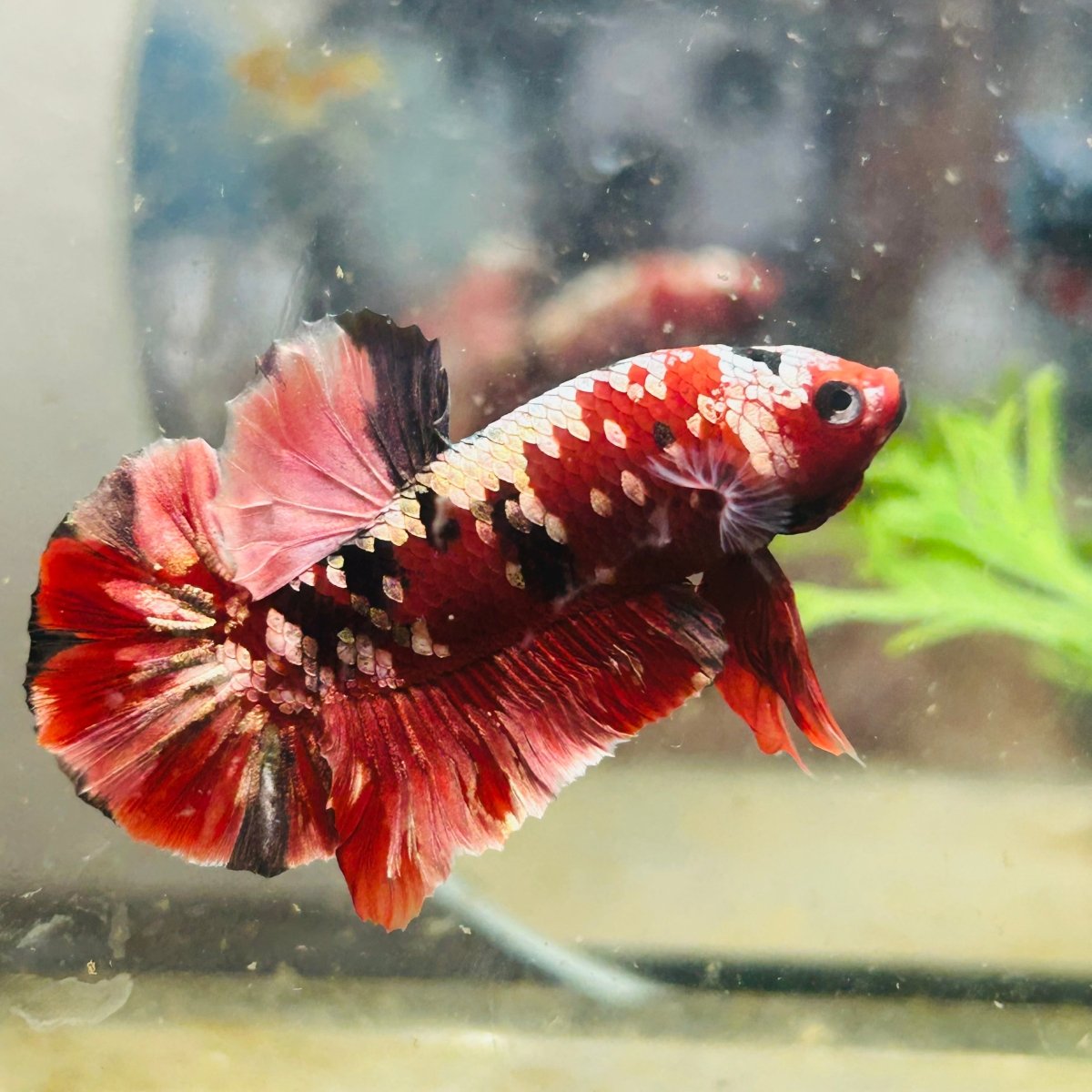 Plakat Red Copper Koi Male Betta 029