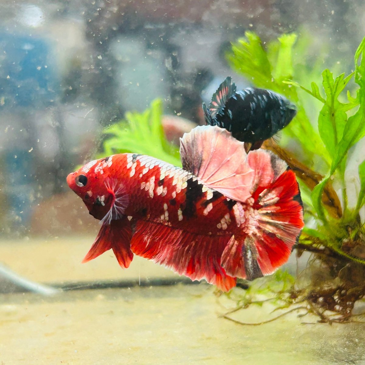 Plakat Red Copper Koi Male Betta 029