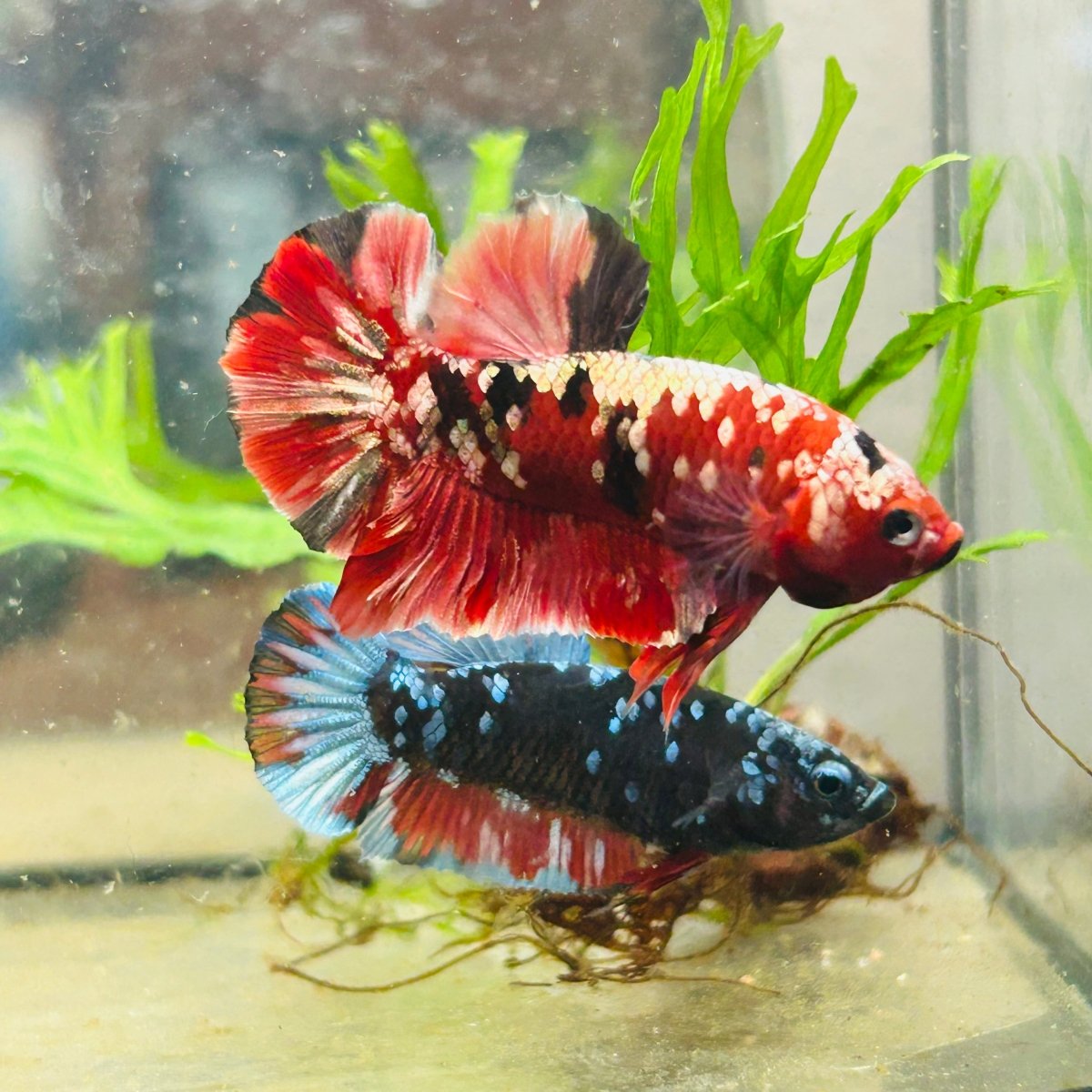 Plakat Red Copper Koi Male Betta 029