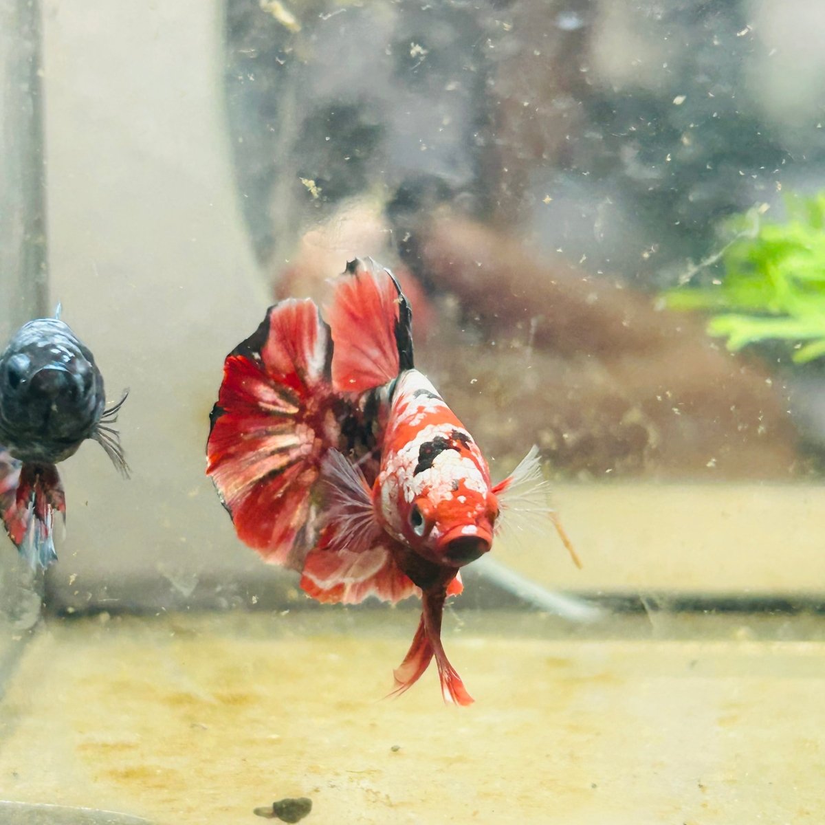 Plakat Red Copper Koi Male Betta 029