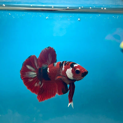 Plakat Red Copper Koi Male Betta 061