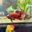 Plakat Red Copper Koi Male Betta 143
