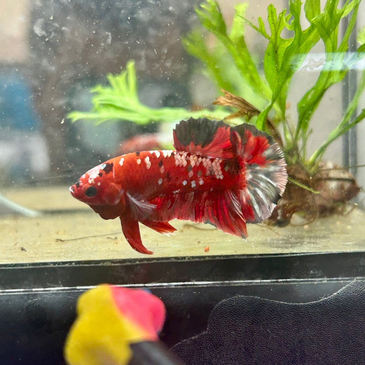 Plakat Red Copper Koi Male Betta 143