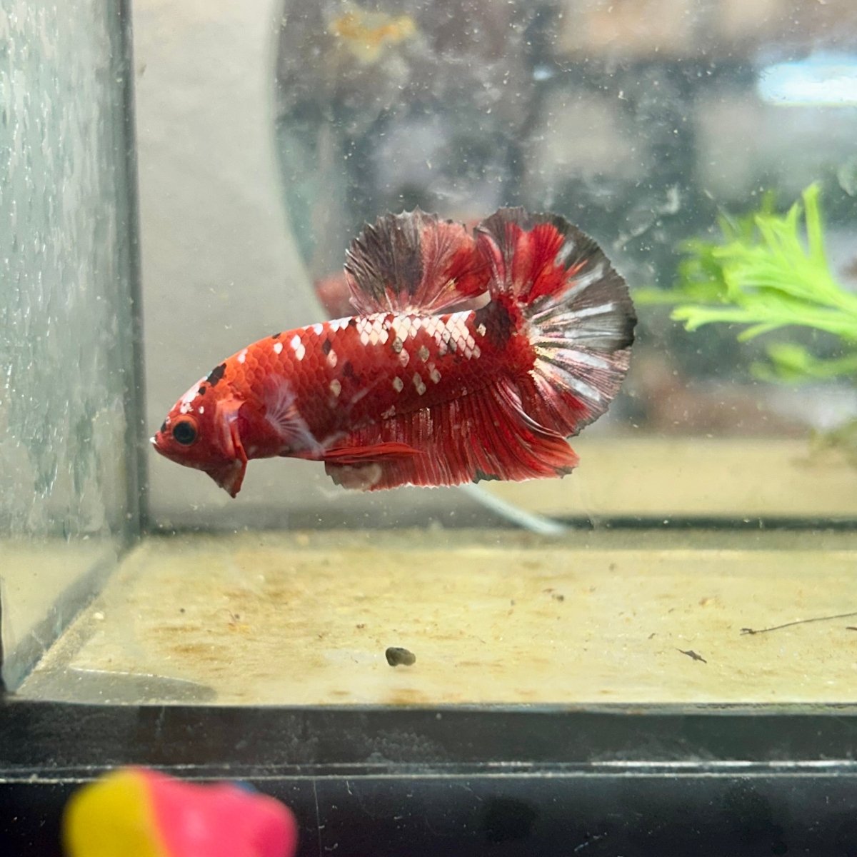 Plakat Red Copper Koi Male Betta 143