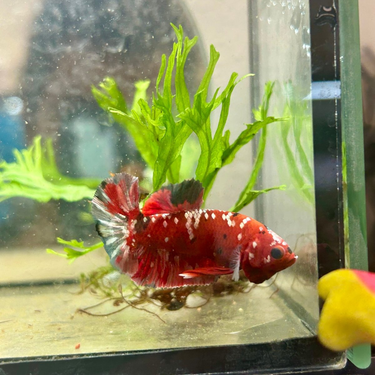 Plakat Red Copper Koi Male Betta 143