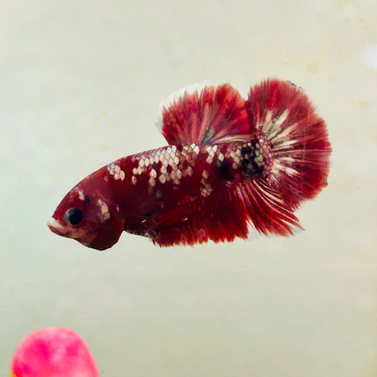 Plakat Red Copper Koi Male Betta 164
