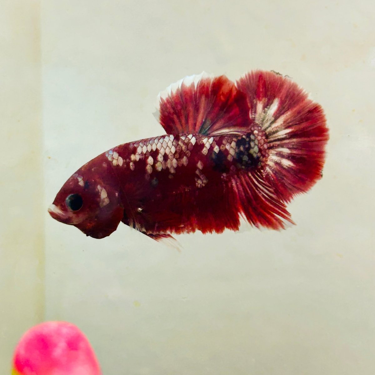 Plakat Red Copper Koi Male Betta 164