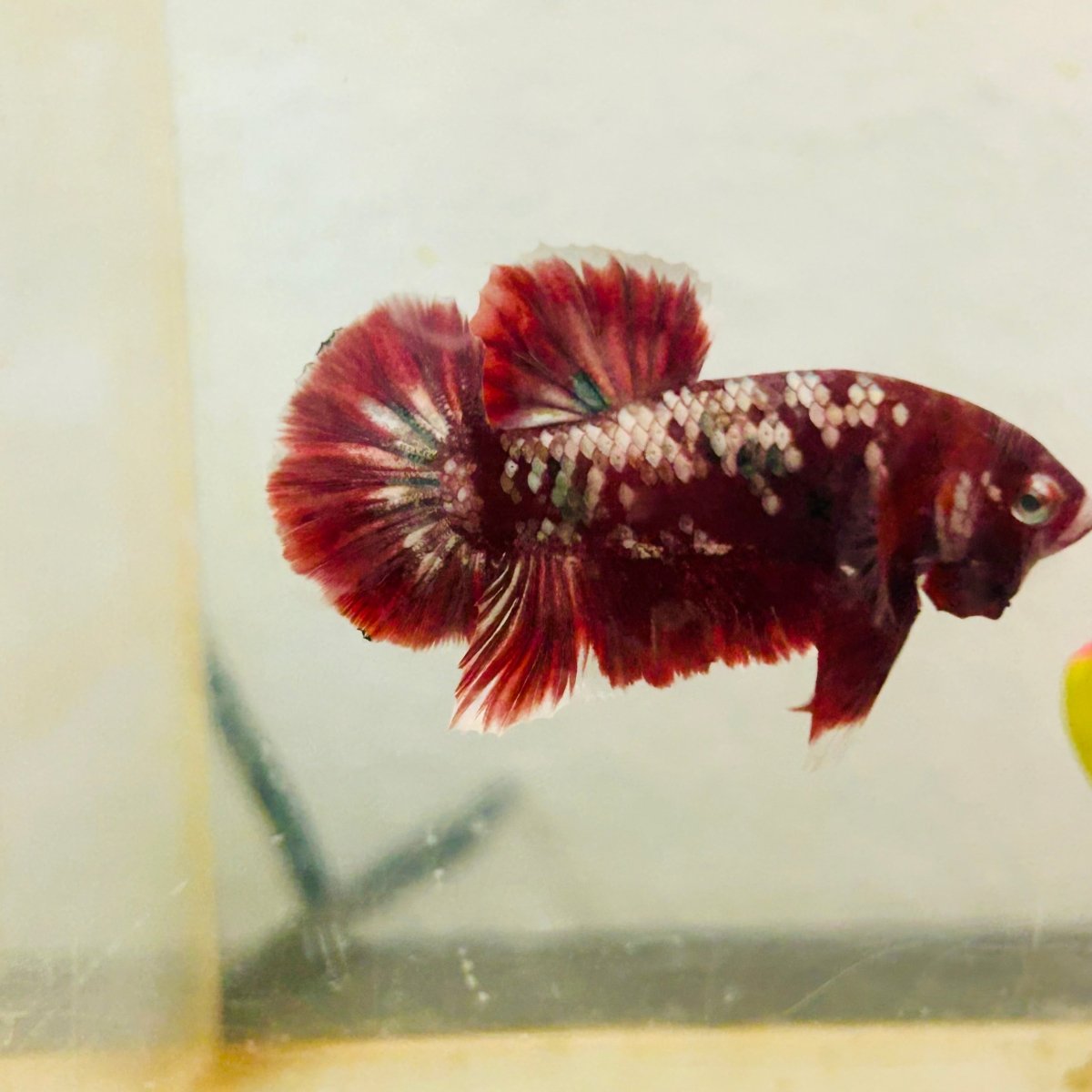Plakat Red Copper Koi Male Betta 164