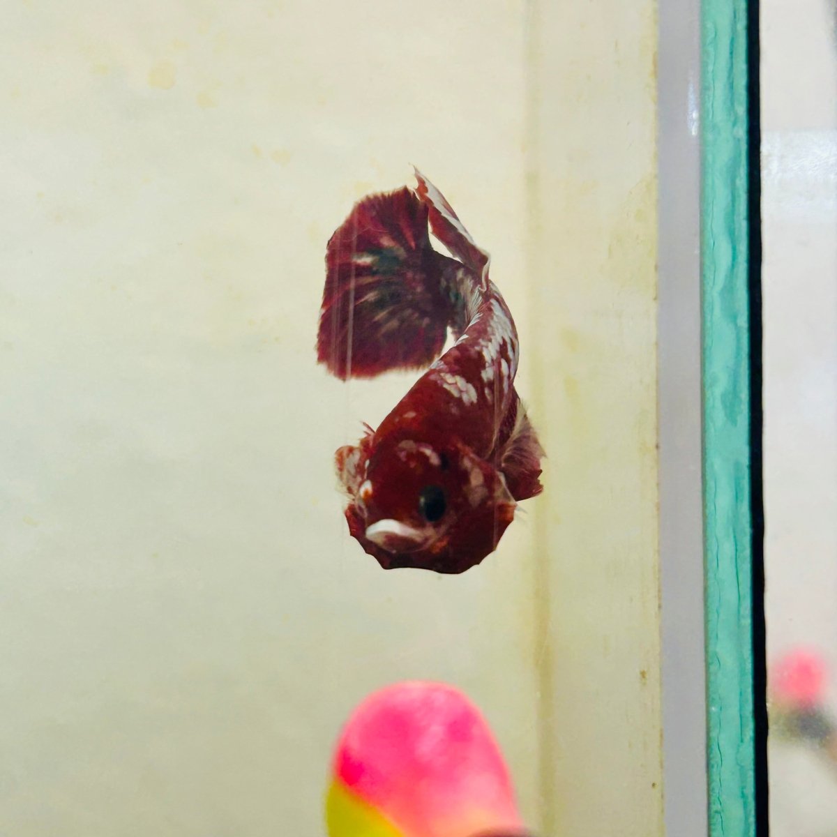 Plakat Red Copper Koi Male Betta 164