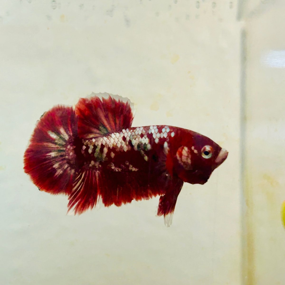 Plakat Red Copper Koi Male Betta 164