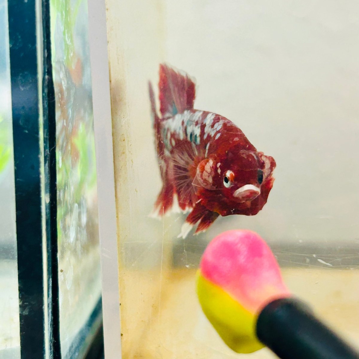 Plakat Red Copper Koi Male Betta 164