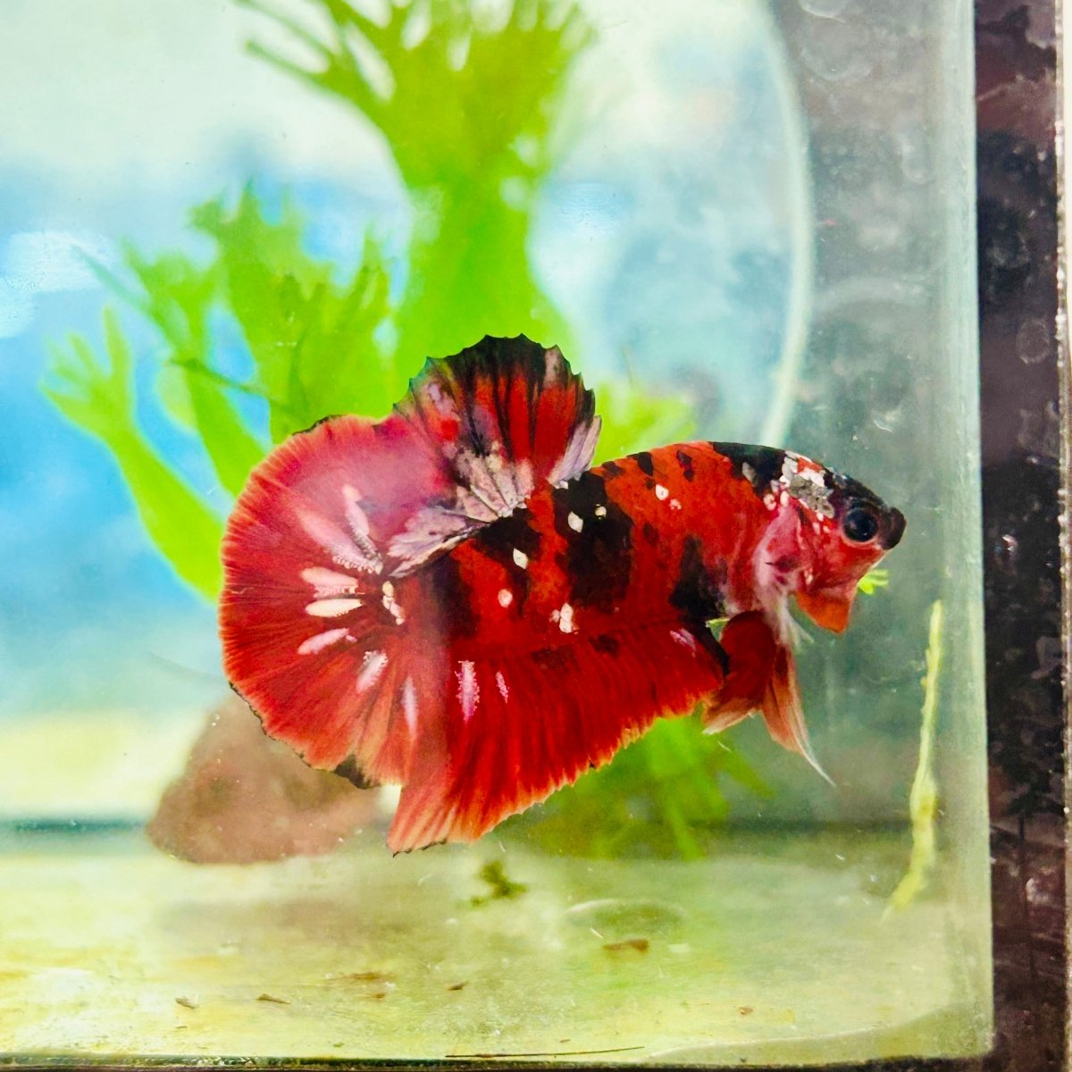 Plakat Red Copper Koi Male Betta 190