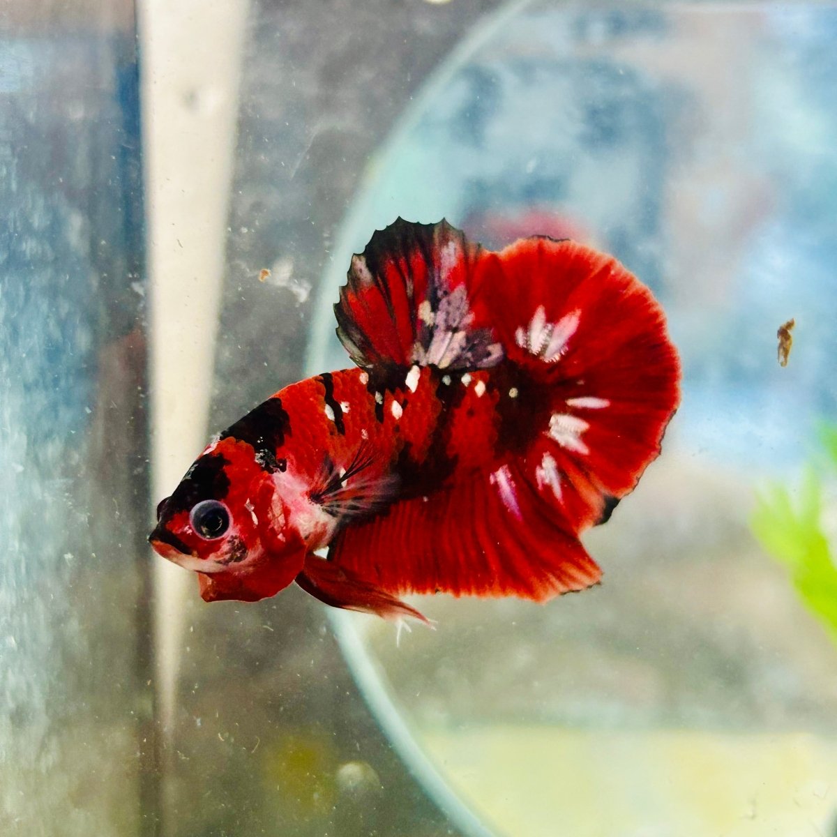 Plakat Red Copper Koi Male Betta 190