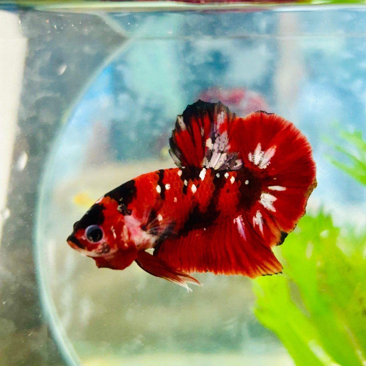 Plakat Red Copper Koi Male Betta 190