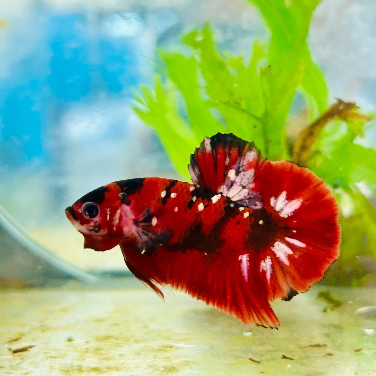Plakat Red Copper Koi Male Betta 190