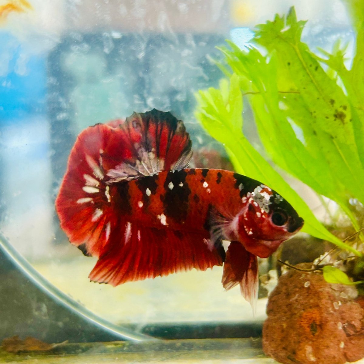 Plakat Red Copper Koi Male Betta 190