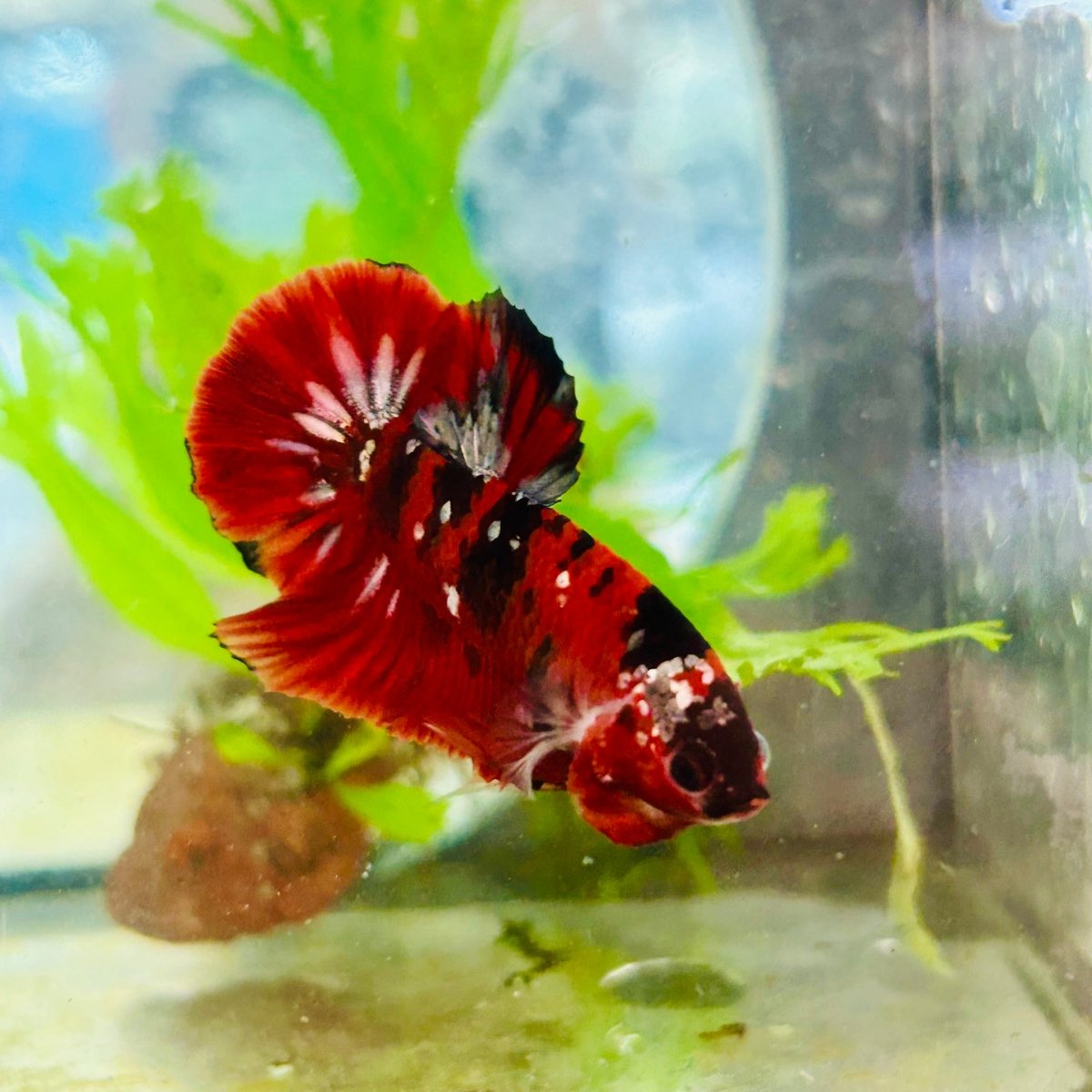 Plakat Red Copper Koi Male Betta 190