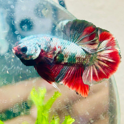 Plakat Red Copper Koi Male Betta A65