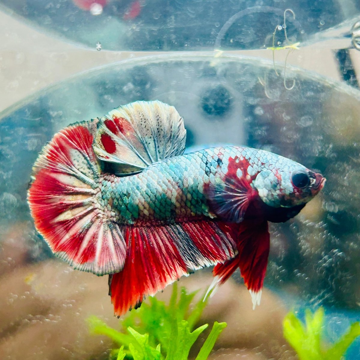 Plakat Red Copper Koi Male Betta A65