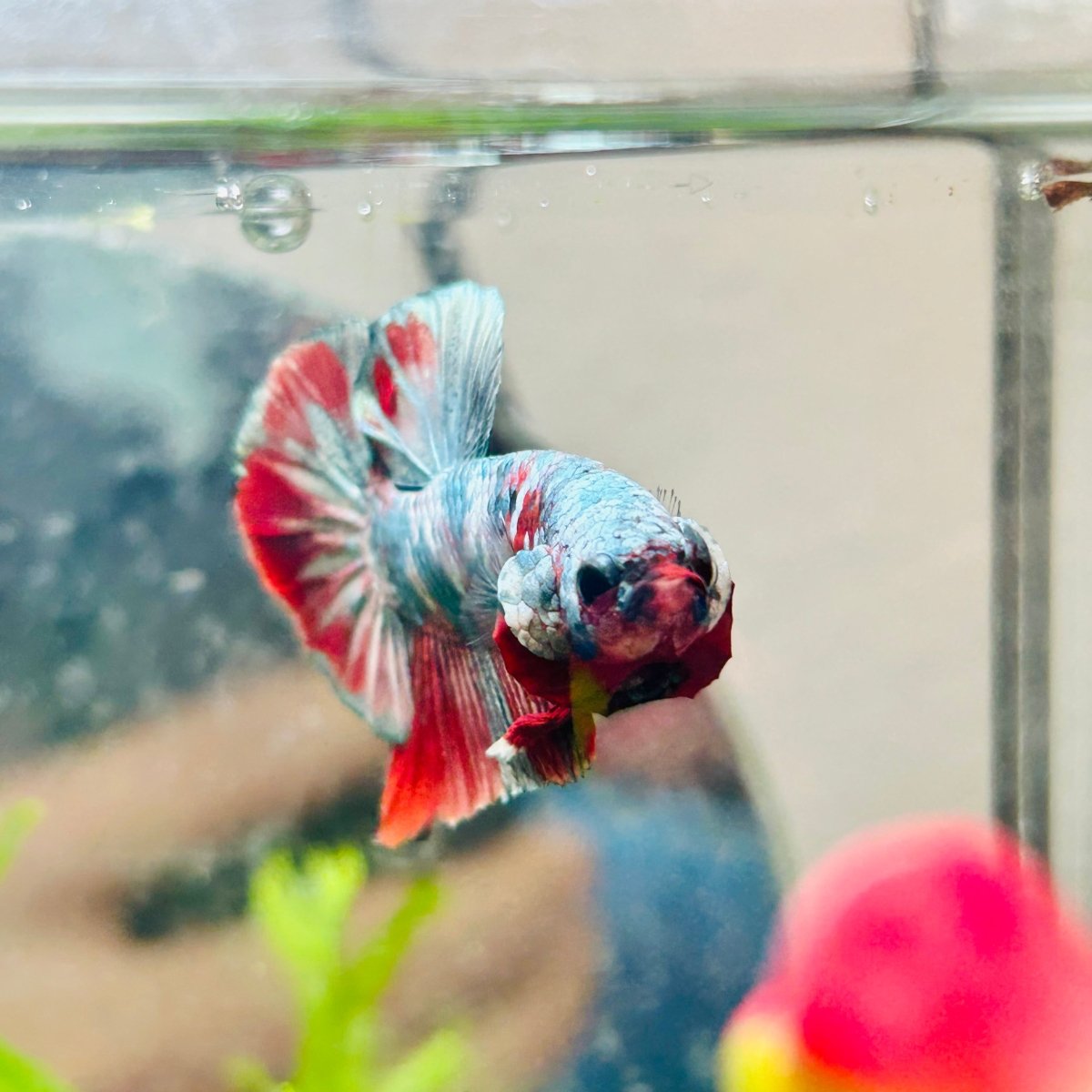 Plakat Red Copper Koi Male Betta A65
