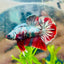 Plakat Red Copper Koi Male Betta A65