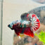 Plakat Red Copper Koi Male Betta A65