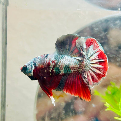 Plakat Red Copper Koi Male Betta A65