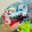 Plakat Red Copper Koi Male Betta A65