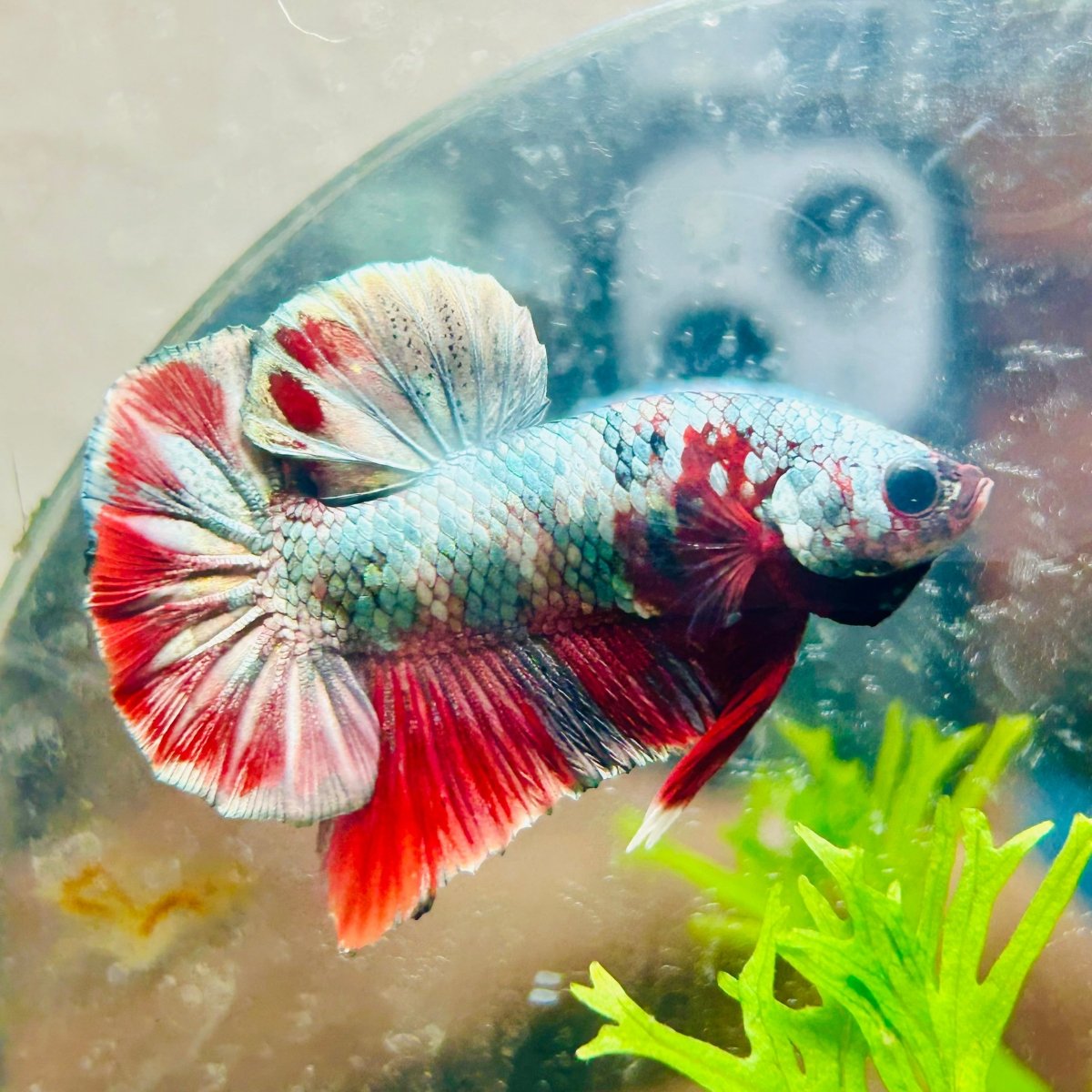 Plakat Red Copper Koi Male Betta A65
