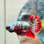 Plakat Red Copper Koi Male Betta A65