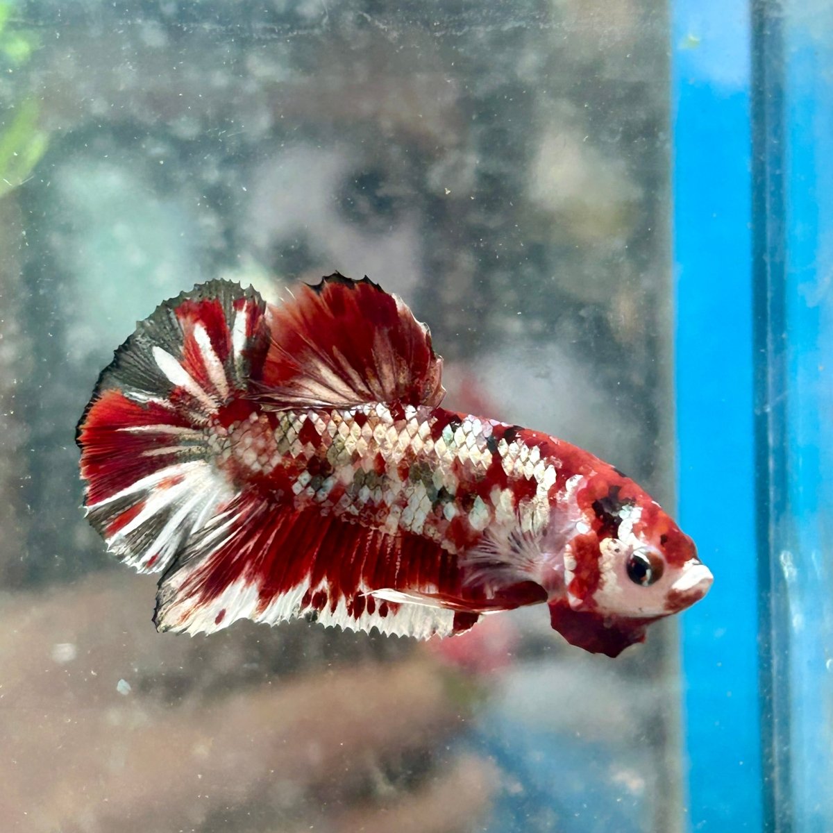 Plakat Red Copper Koi Male Betta N37