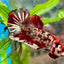 Plakat Red Copper Koi Male Betta N37