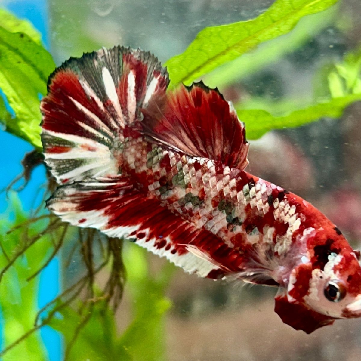 Plakat Red Copper Koi Male Betta N37