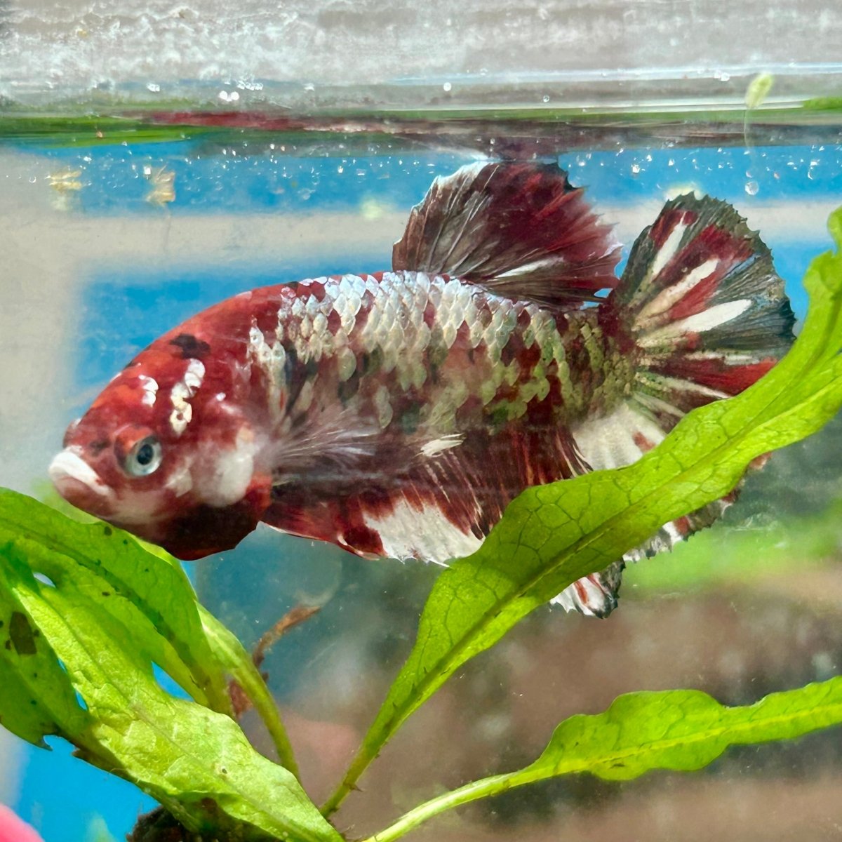 Plakat Red Copper Koi Male Betta N37