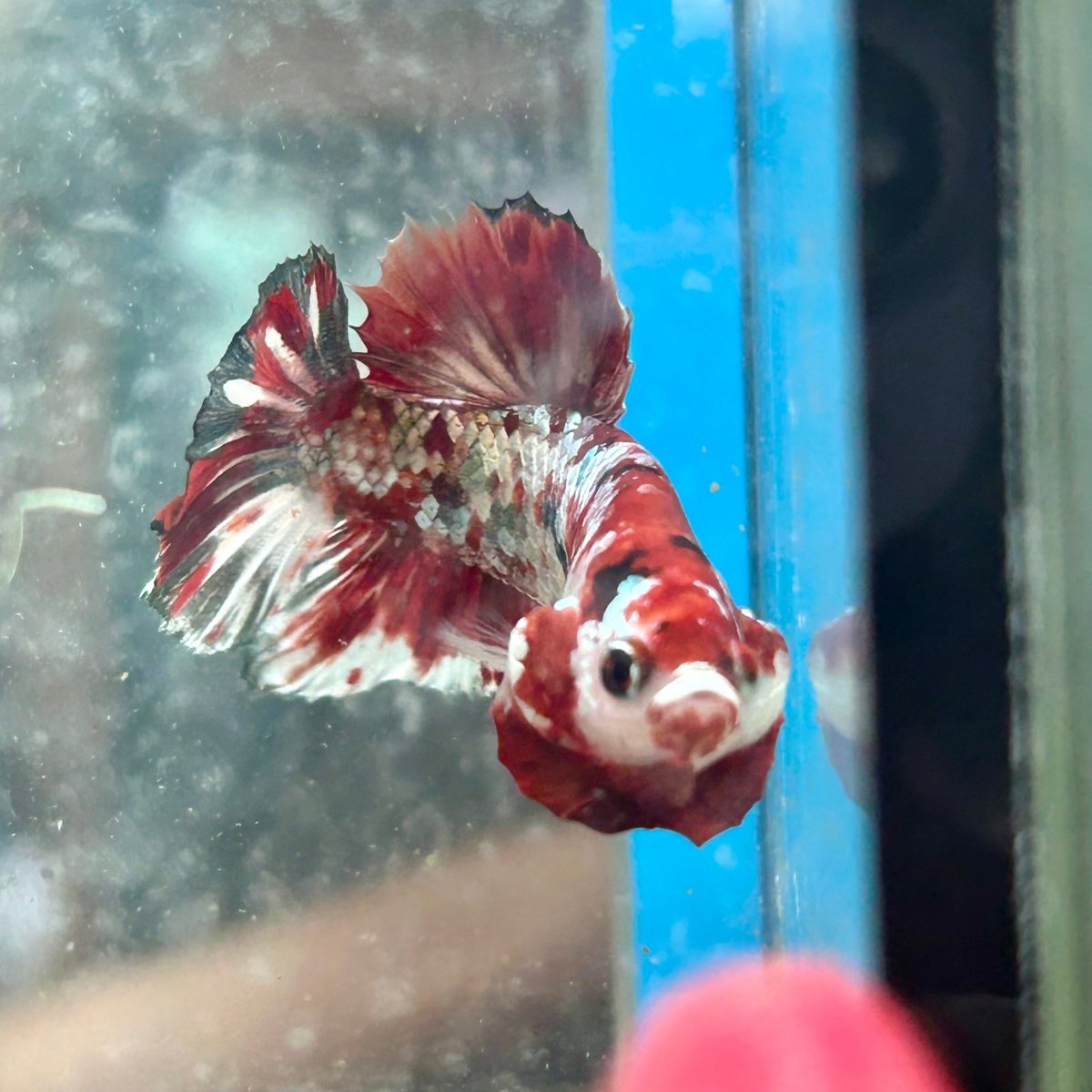 Plakat Red Copper Koi Male Betta N37