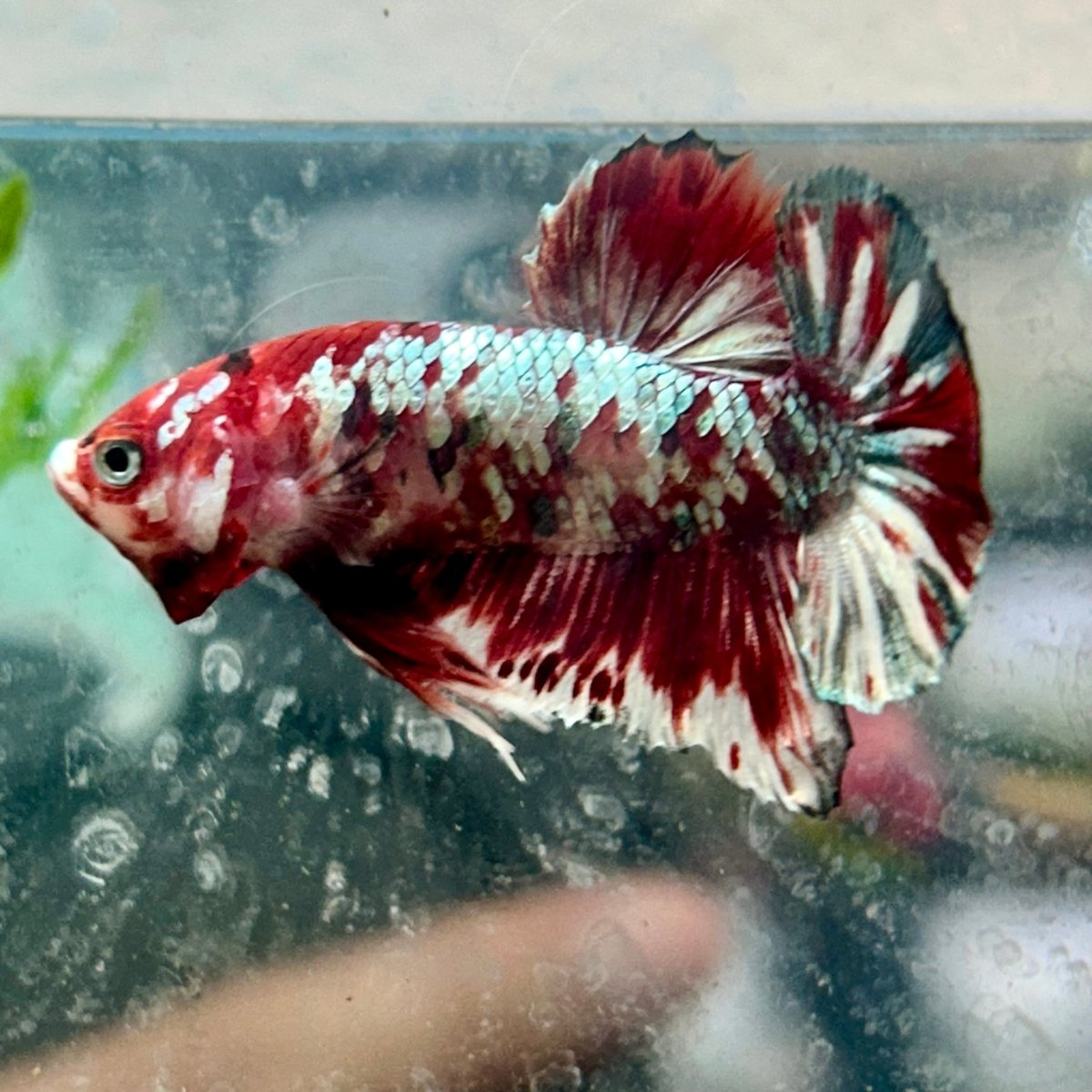Plakat Red Copper Koi Male Betta N37