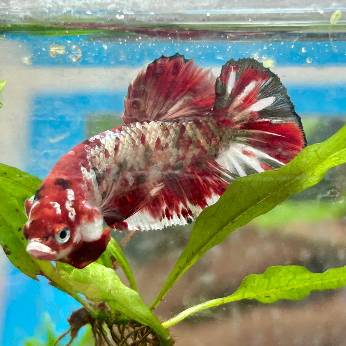 Plakat Red Copper Koi Male Betta N37