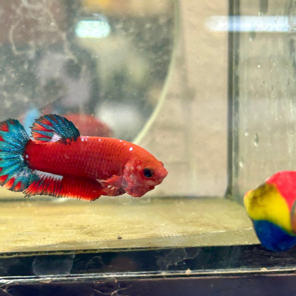 Plakat Red Fancy Blue Star Female Betta J54