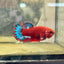 Plakat Red Fancy Blue Star Female Betta J54