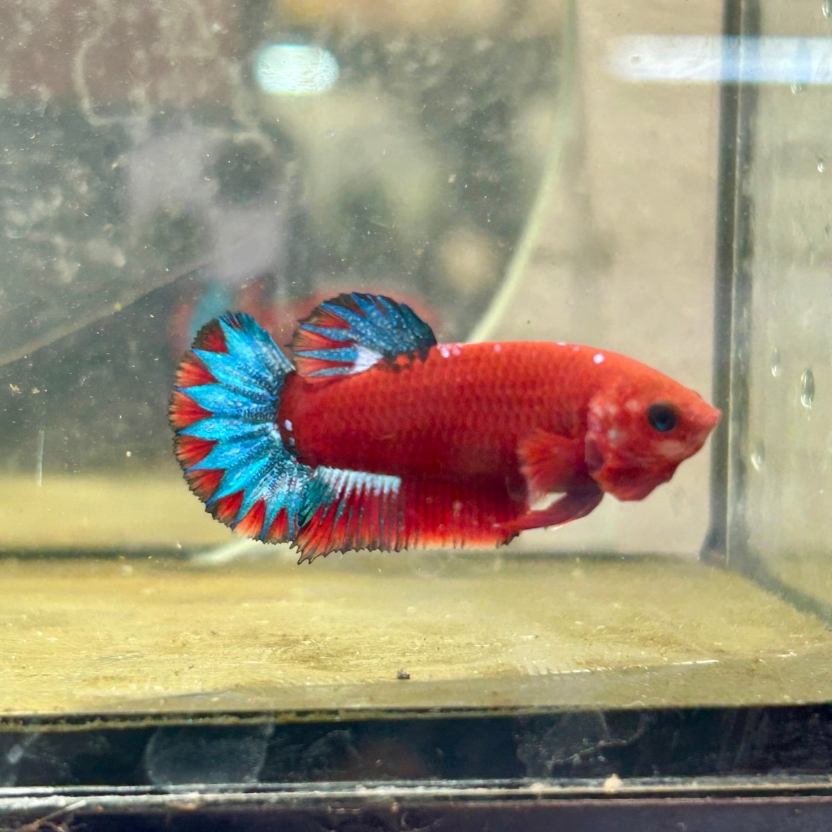 Plakat Red Fancy Blue Star Female Betta J54