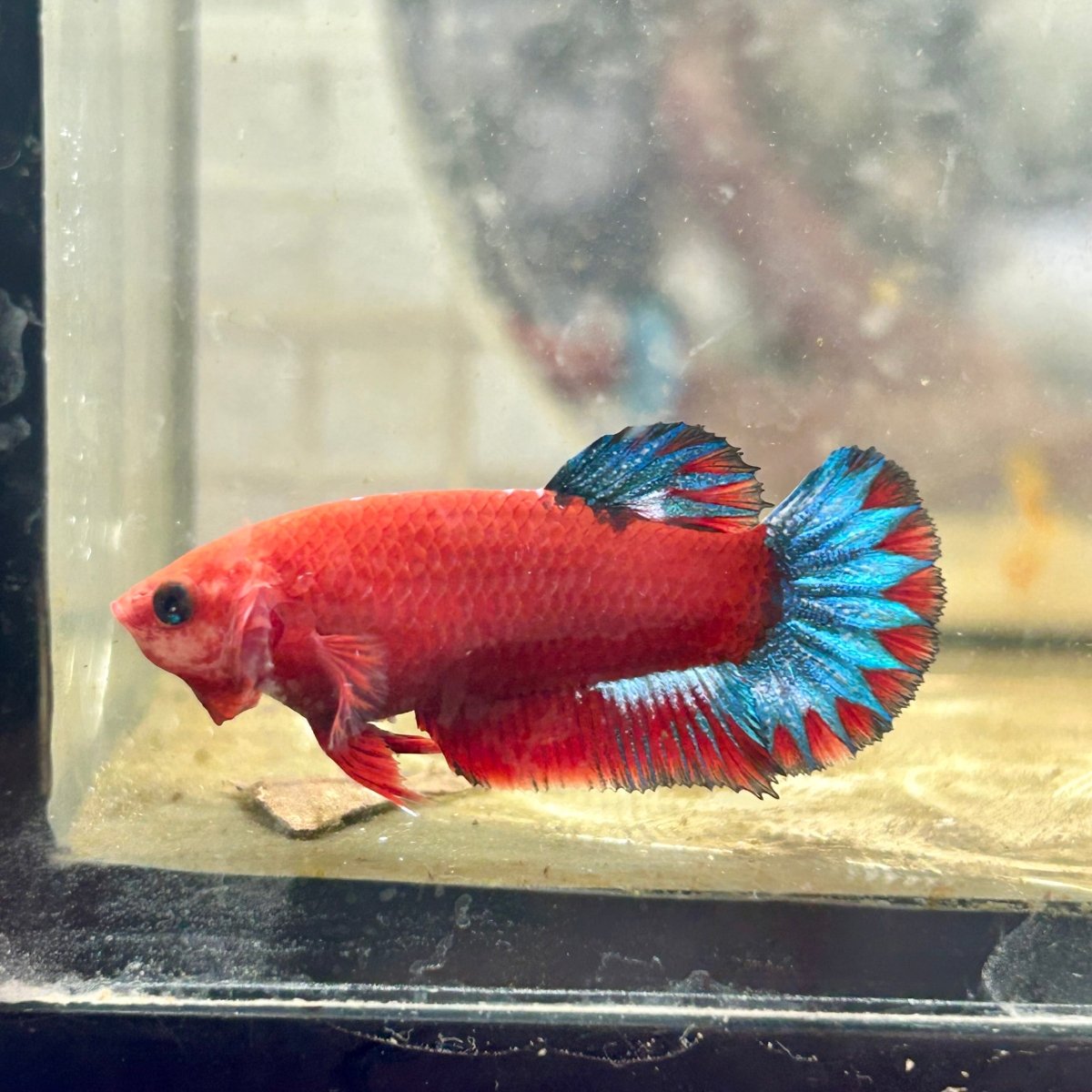 Plakat Red Fancy Blue Star Female Betta J54
