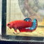 Plakat Red Fancy Blue Star Female Betta J54