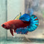 Plakat Red Fancy Blue Star Male Betta 079