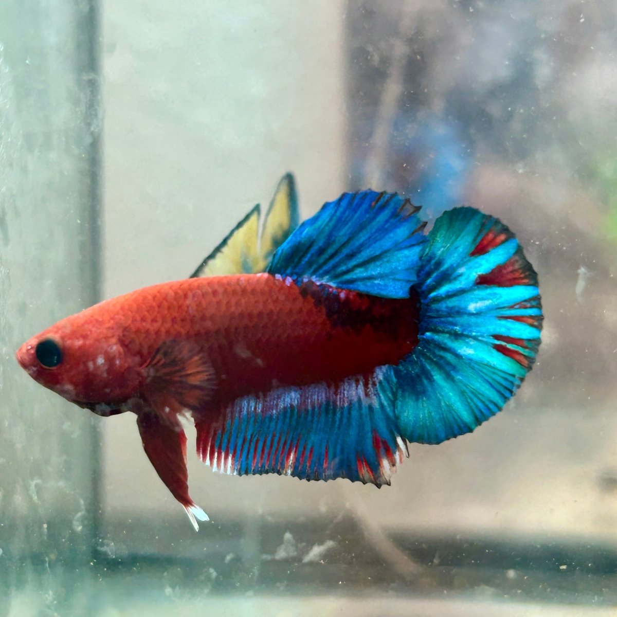 Plakat Red Fancy Blue Star Male Betta 079