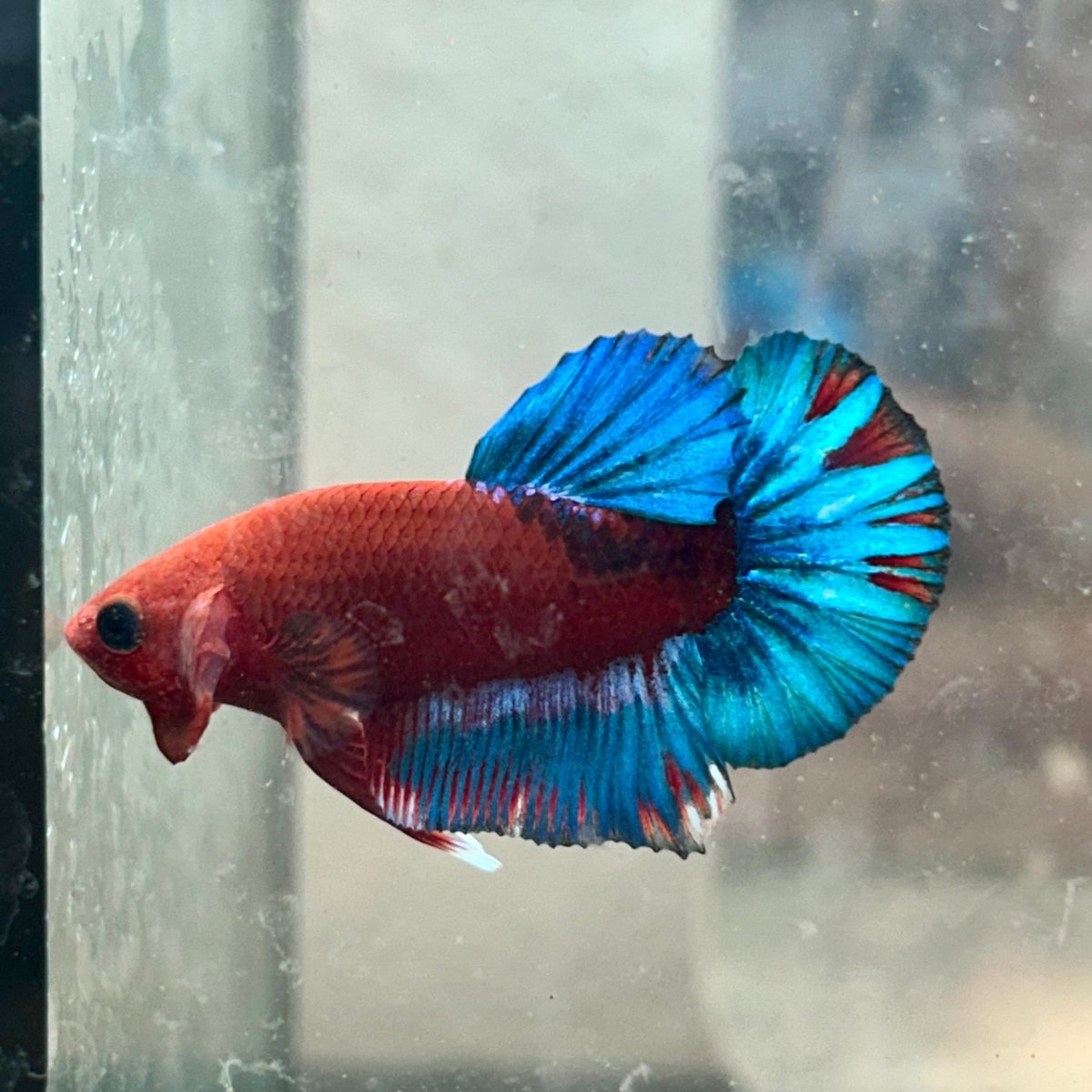 Plakat Red Fancy Blue Star Male Betta 079