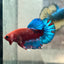 Plakat Red Fancy Blue Star Male Betta 079