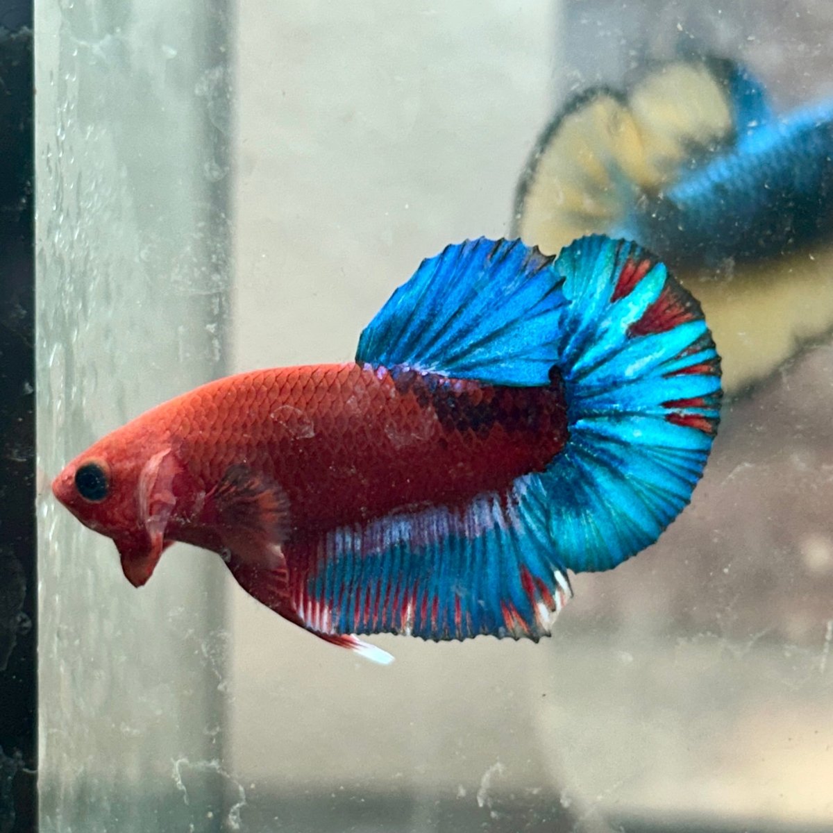 Plakat Red Fancy Blue Star Male Betta 079